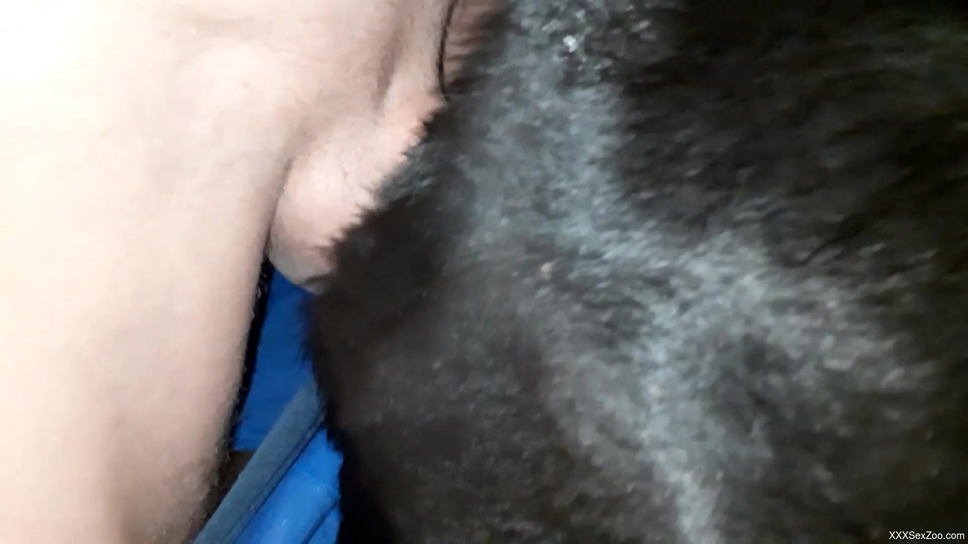 Dude rams his stiff penis in a dog's gorgeous pussy