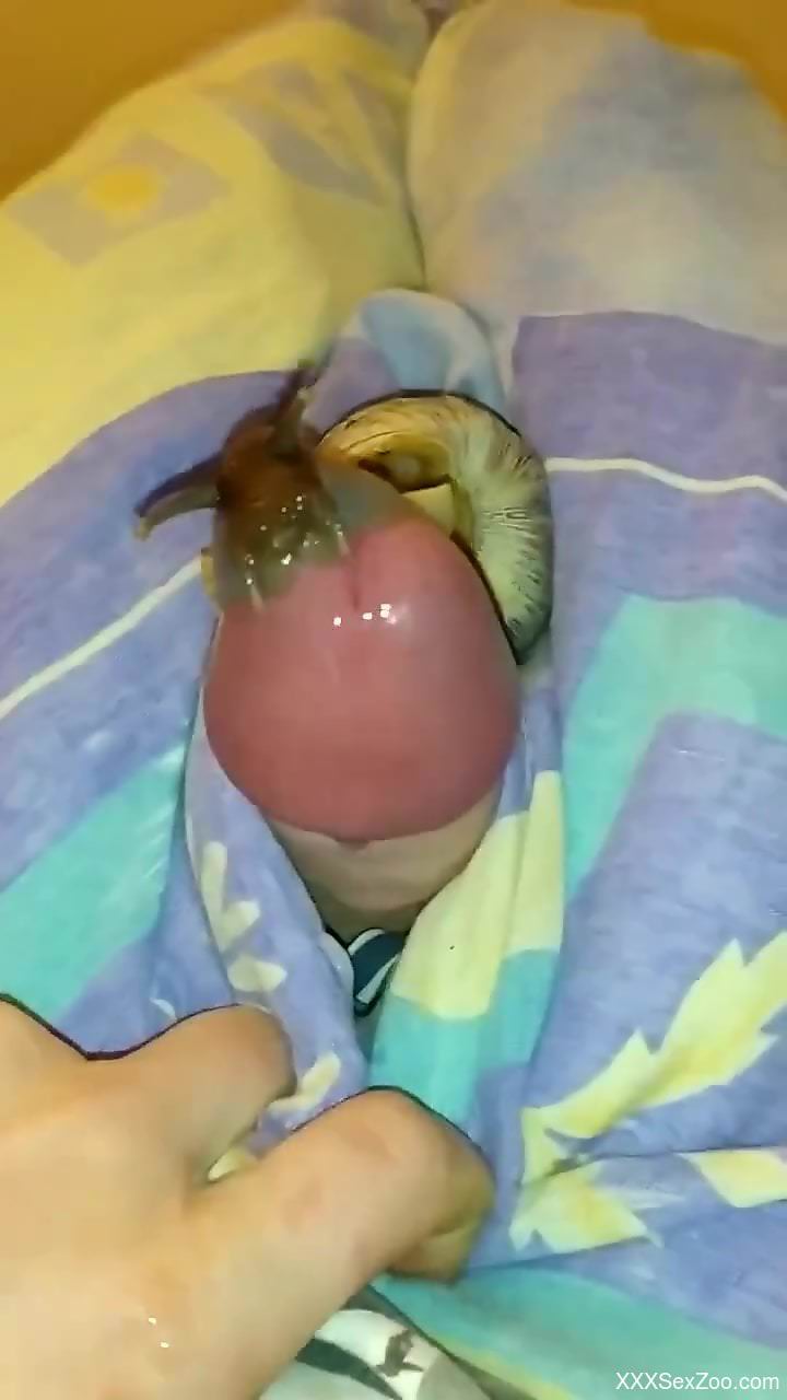 POV video with a hard cock and a very sexy snail