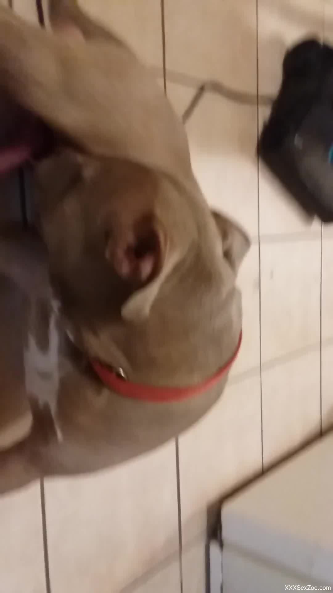 Kinky dog showing off its big red dick for the cam