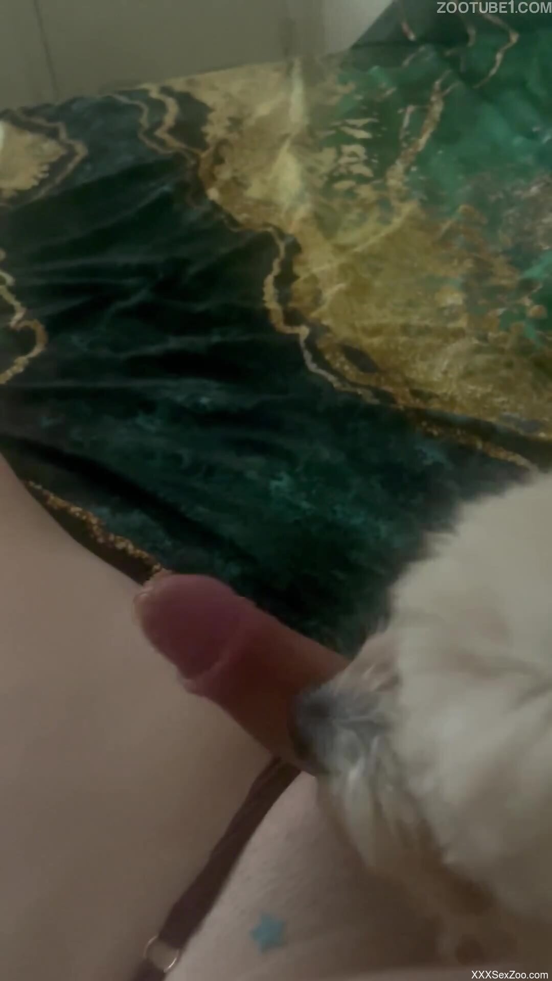 Sexy scenes a man lets his curious dog lick his cock a little