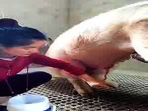 Secrets of Sluts Who Run Away With Their Dogs On Time