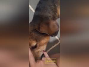 Bitch fucks dog, raw bestiality XXX