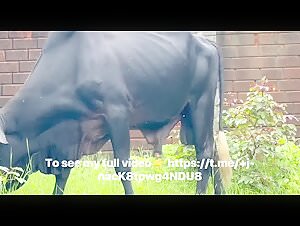 Zoophilia with a zebu: a story of bestial sex