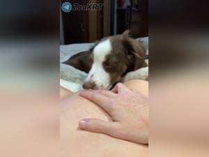 Dog licking frenzy unleashed