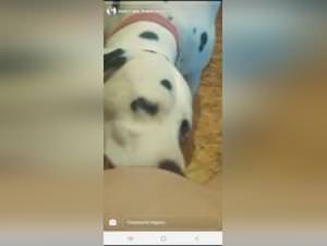 She Dog Sex: Private Messages, Extreme Videos