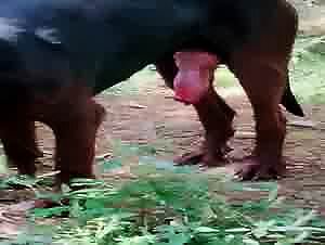 Dogporn xnxxzoo: the pussy whore films fucking with her dog