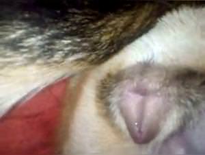 Slut Licking Dog Pussy - Hardcore XXX