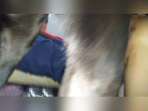 Dog girl ecstasy: raw canine abuse