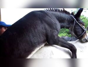 Woman ridden hard by a stallion