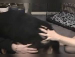 Bitch Gets Fucked by Dog : XXX Videos