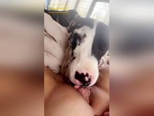 Dog Tongue Passion Extreme