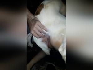 Wild teen fucking dog hardcore