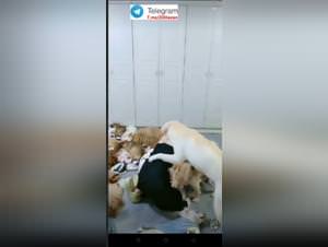 Asian Dog Group Sex Extreme
