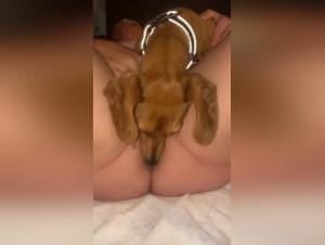 Dog Licked Pussy Deeply
