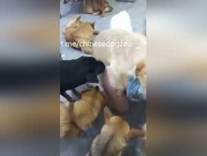 Asian woman ravaged by 7 dogs