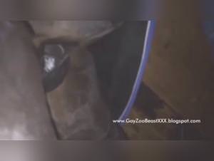 Milly Horse Fuck 2 - Hardcore Anal