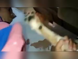 Brazilian Girl Dog Sex