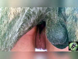 Fucked by Dog - Women sucking dogs and more