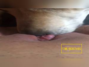 Woman Gets Dog Licked Sexually