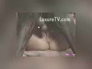 Milf Screaming Huge Dog Cock