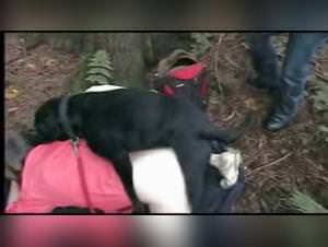 Slut fucks dog NSFW Videos