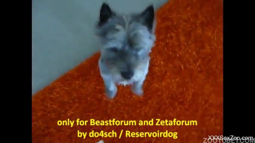 Small doggy licks dick and asshole of cameraman