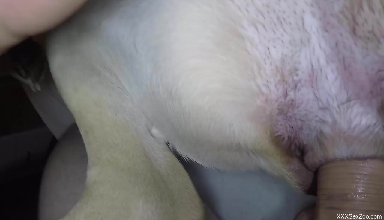 Aroused man moans when pushing the dick in a dog's cunt