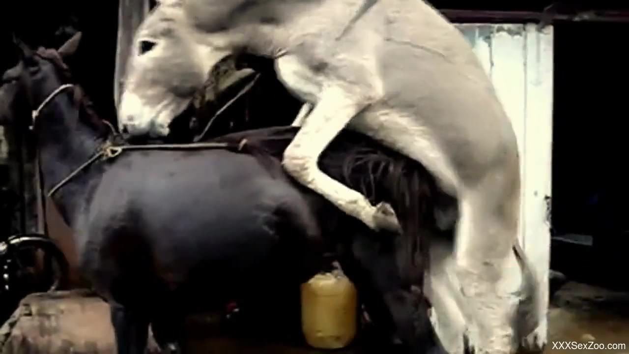 Check out this zoo vid to see two animals fucking