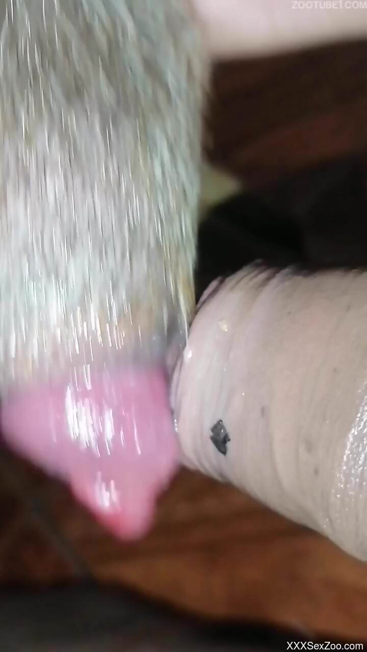 Amateur touches his dick to the dog's penis in home solo