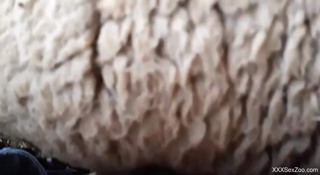 Hard sex video focusing on a dude and a sexy sheep