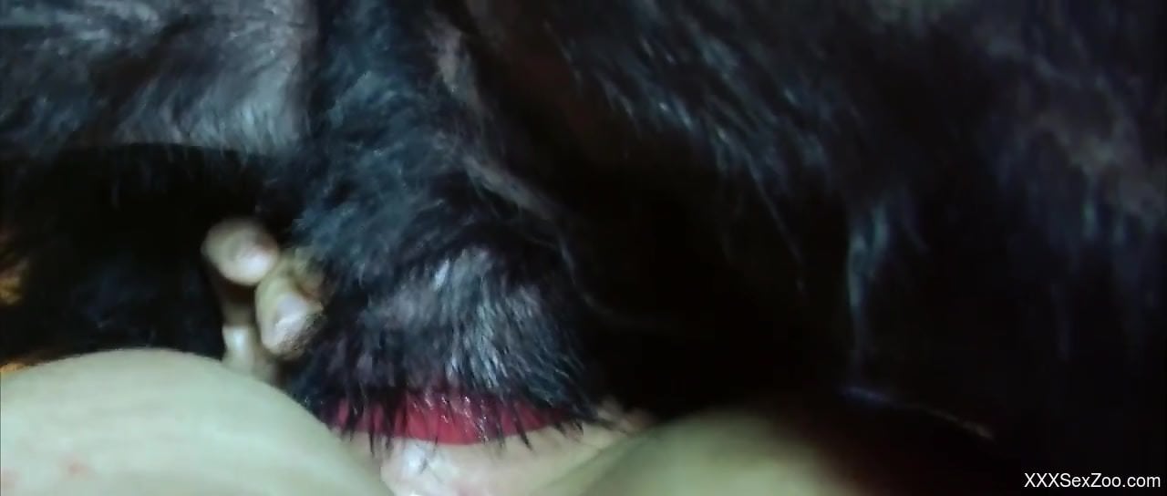 Brunette with big breasts fucked silly by a horny pooch