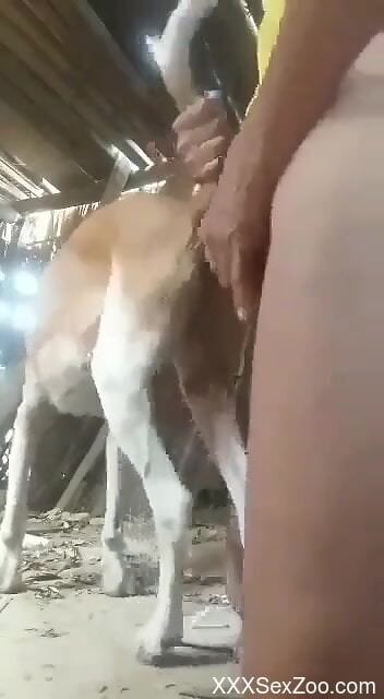Aroused man loudly fucks farm animal in the ass