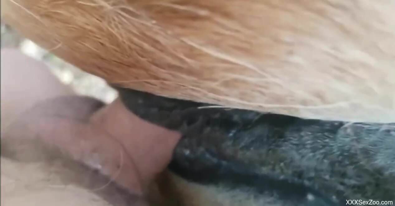 Nude male films himself deep pounding a horse in the pussy