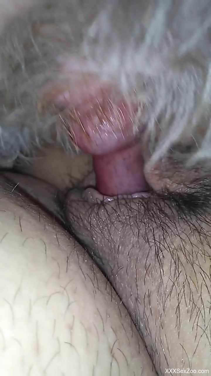 Aroused female feels entire dog dick up the pussy in hard XXX