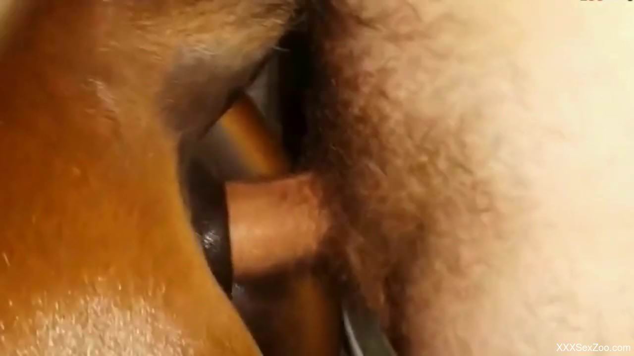 Dude fucks a mare's pussy from behind in a hot scene