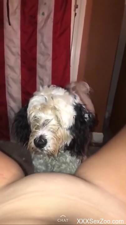 Dog pleases horny woman by licking her pussy until she comes