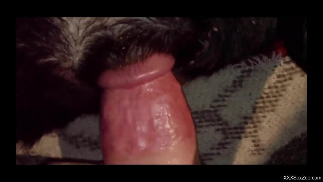 Dude fucked his hairy doggy in close-up POV clip