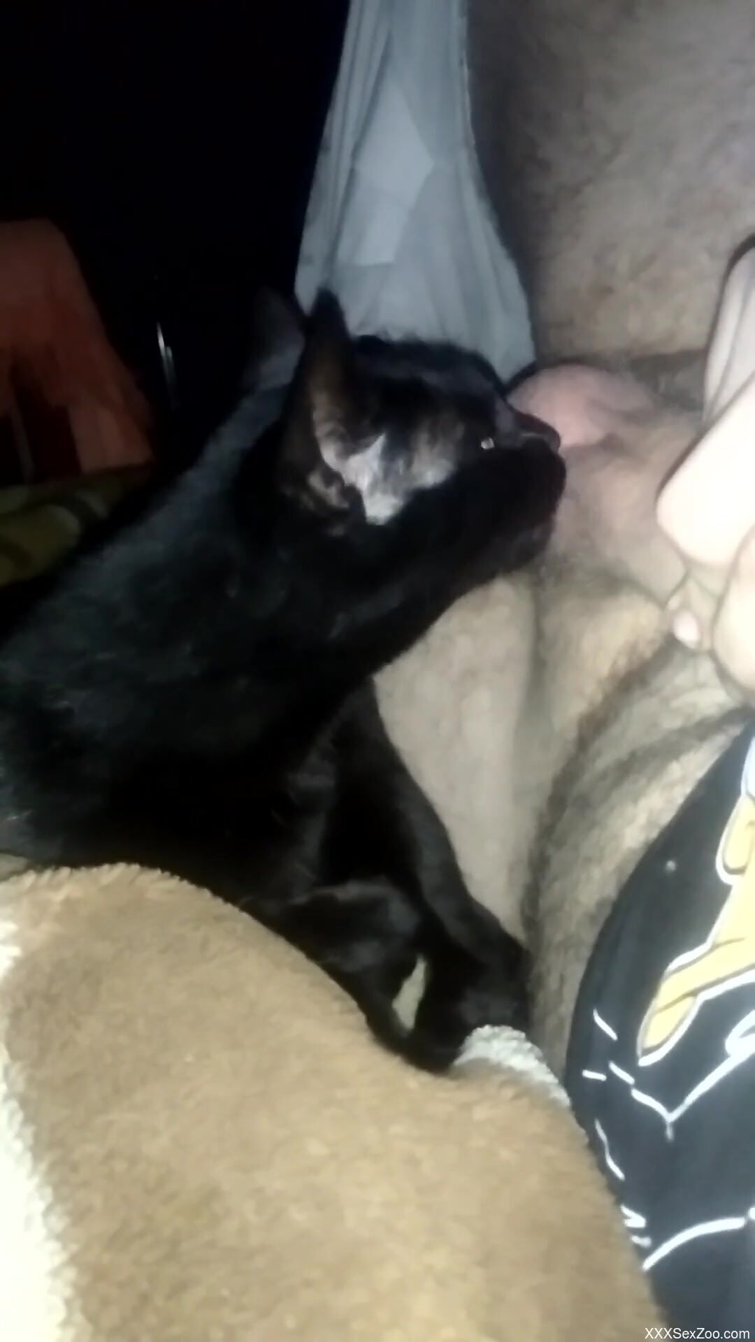 Guy is going to feed his cock to a horny cat too