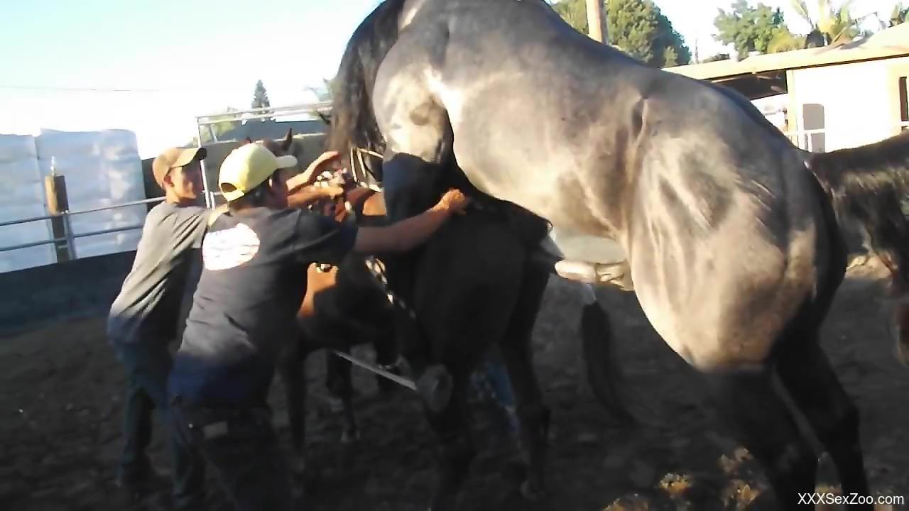 Sexy stallion tries to fuck a horny brown mare