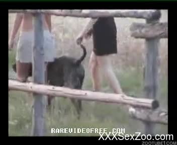 Dirty as hell dog bestiality porn with a big-boobed lady