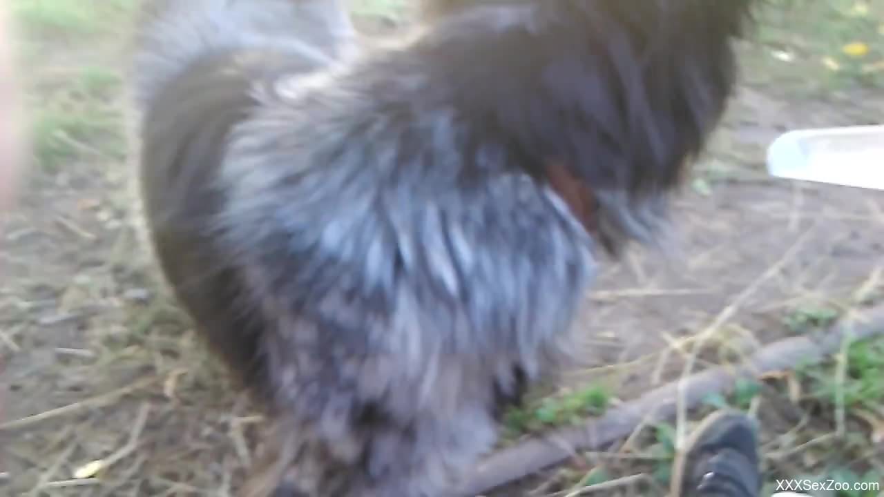 Dog enjoys the taste of this dude's large boner