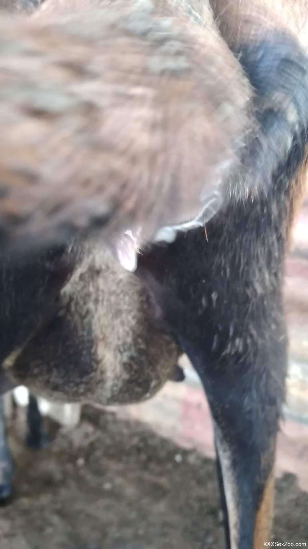 Hardcore bestiality with juicy close-ups in HD