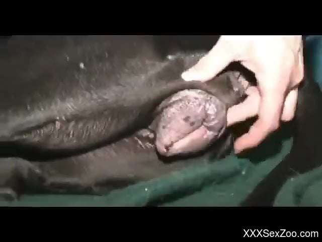 Dude with a hot cock punishing that black dog pussy