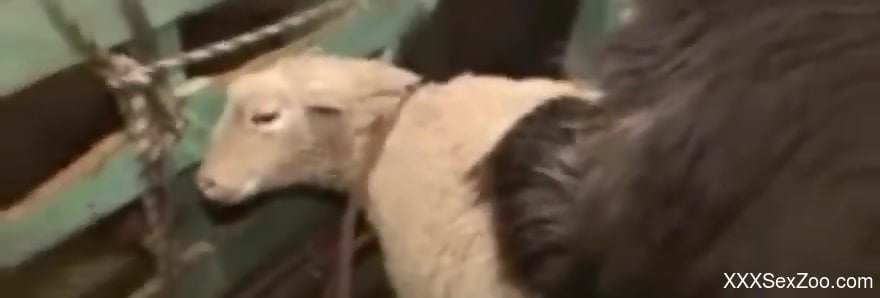 Tatted-up zoophile MILF fucked by a really big beast