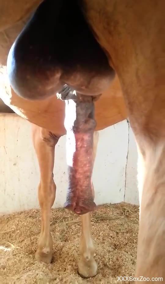 Huge horse penis spotlighted in a hot porno movie