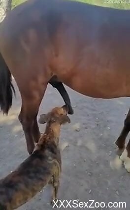 Dog licks horse's huge penis while horny guy films it