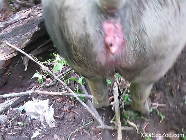 Man deep fucks the pig and cums inside it