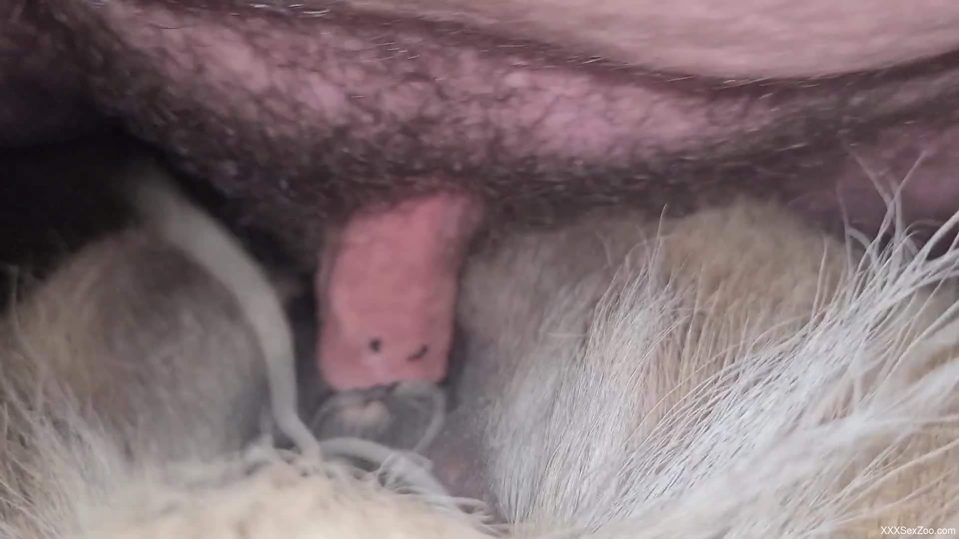 Dude's hairy manhood explores the depth of horse