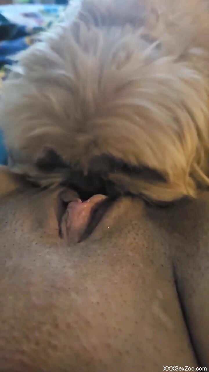 Small dog licks woman's wet pussy in extra sloppy modes