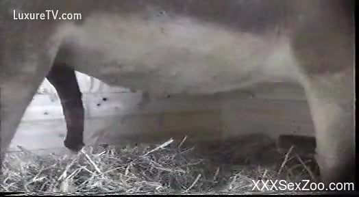 Compilation of the hottest zoo voyeur porn in HQ